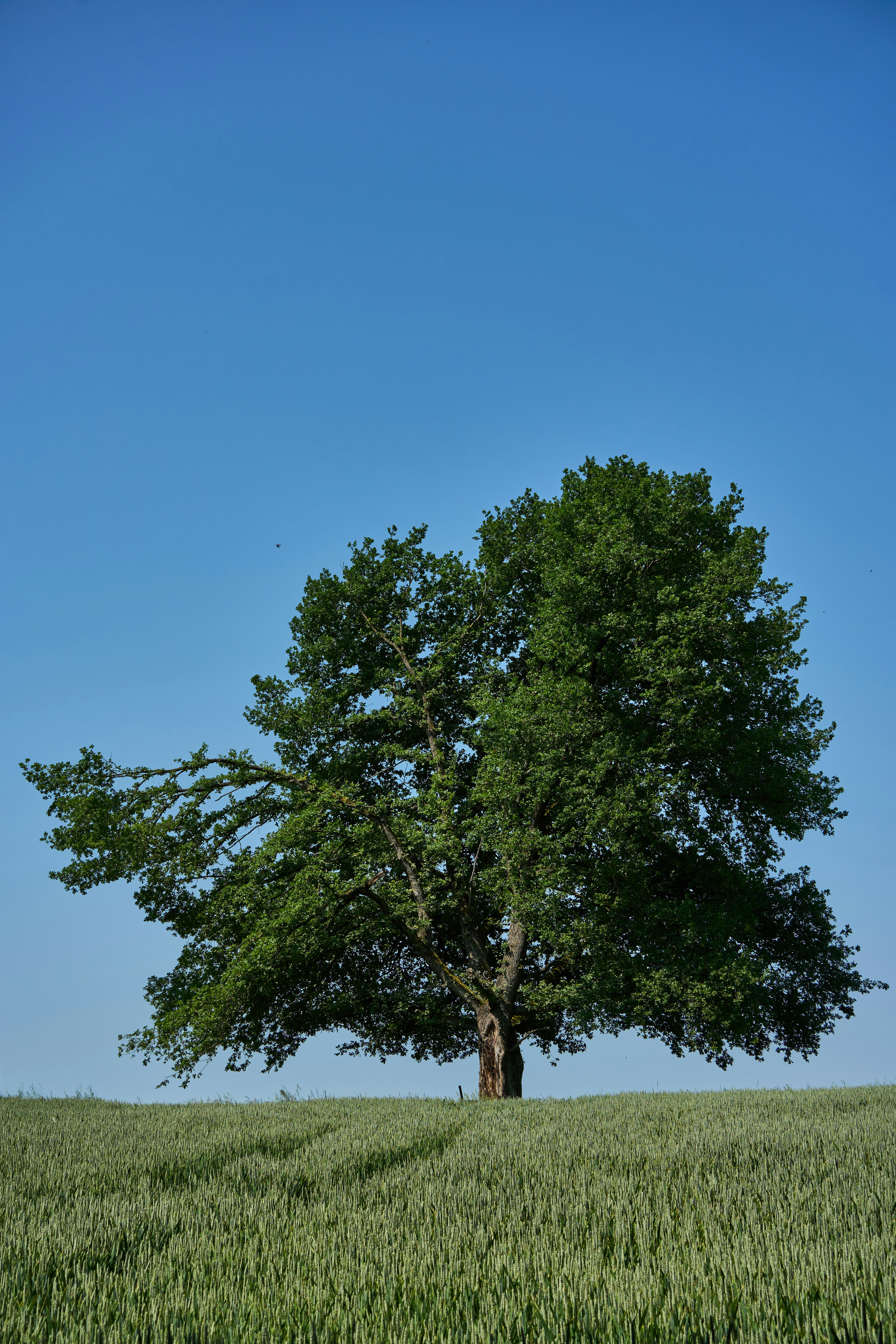 Photo by wolfgang_hasselmann