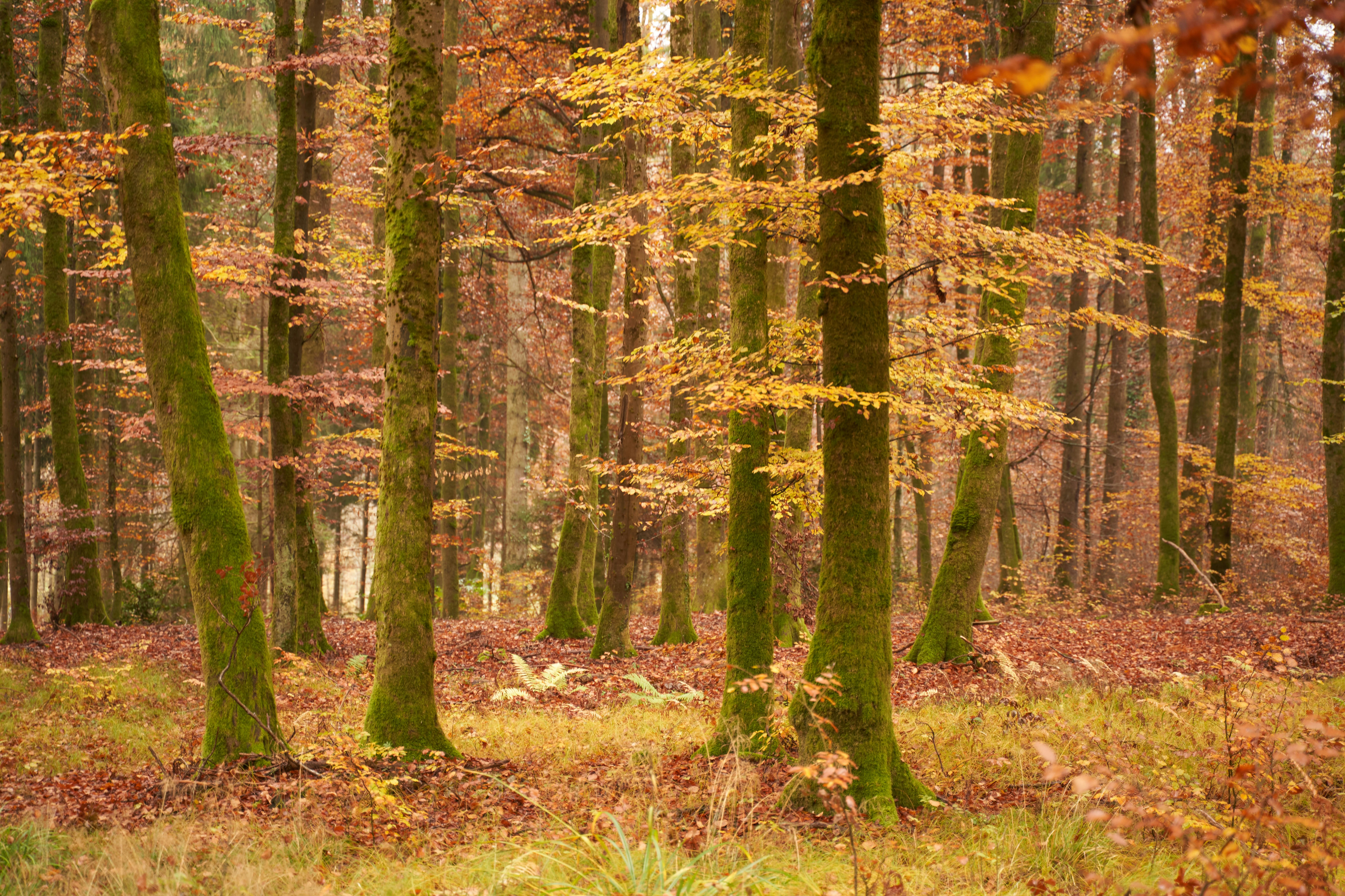 Photo by wolfgang_hasselmann