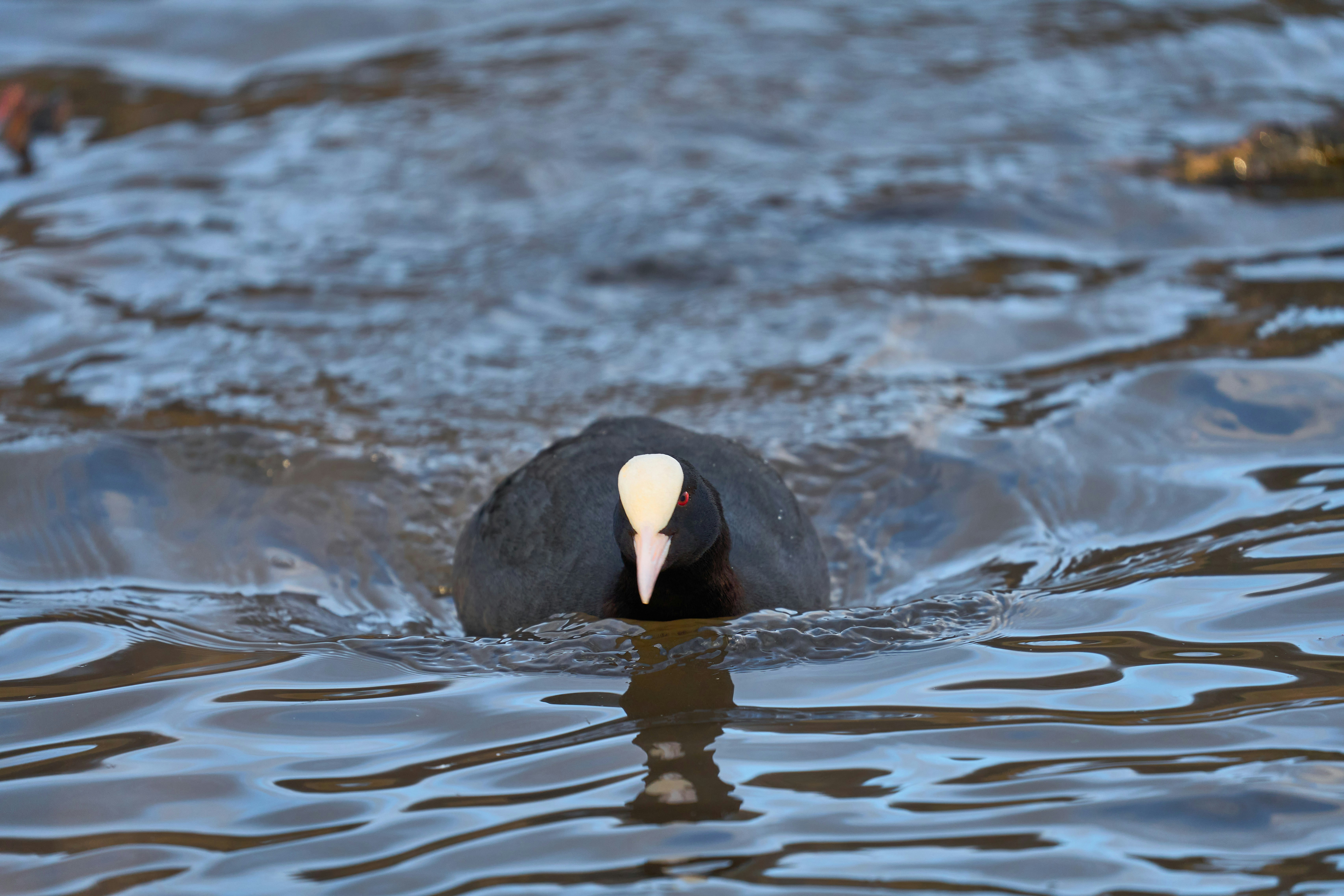 Photo by wolfgang_hasselmann