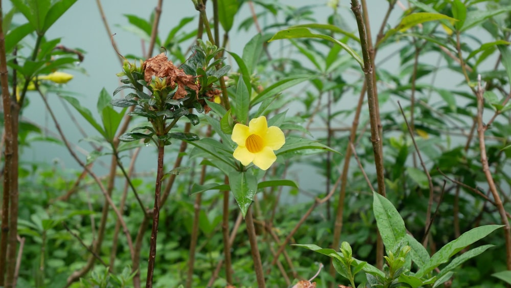 a single yellow flower in the middle of a field