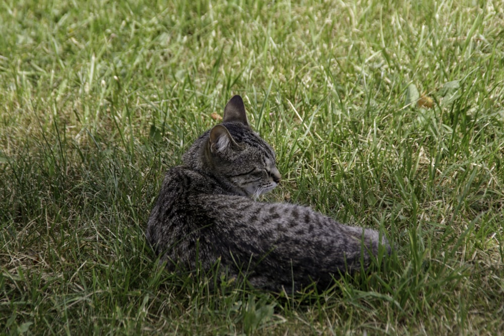 eine Katze, die im Gras liegt und nach oben schaut