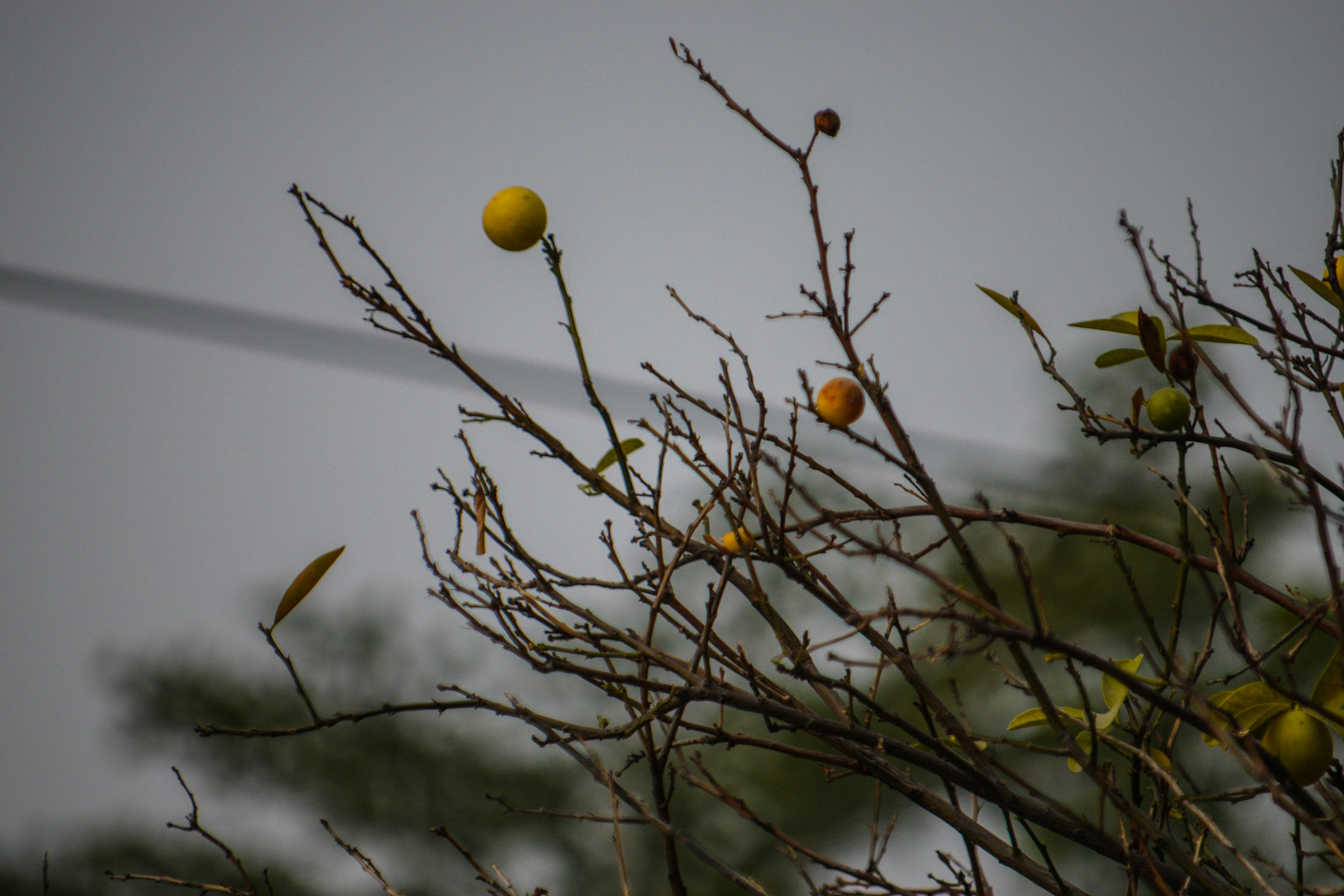 Aloe vera juice with lemon