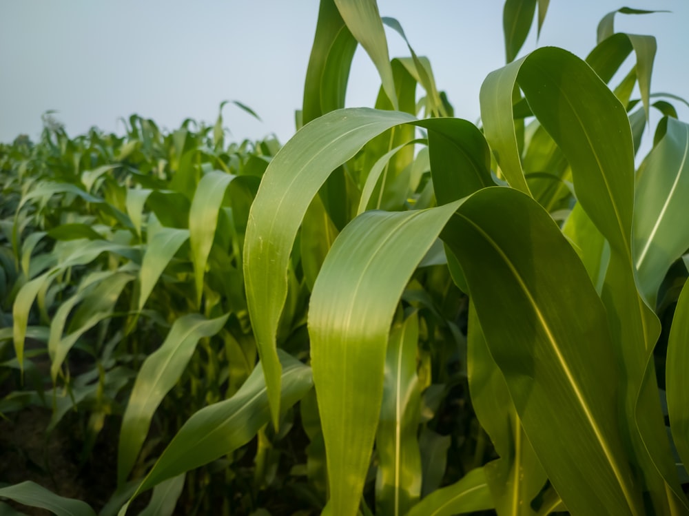 a field of corn with a blue sky in the background