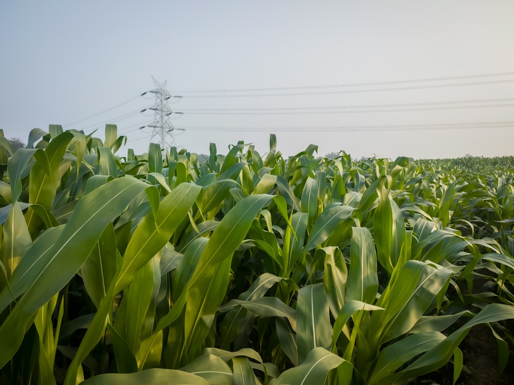 a field of corn with power lines in the background