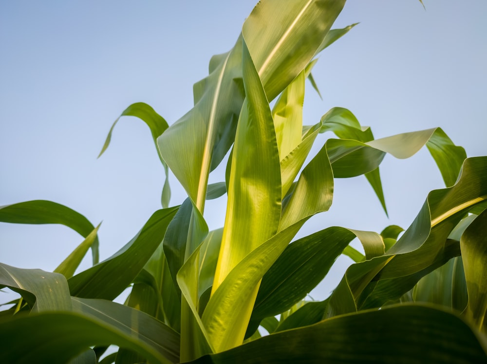 a close up of a plant with a sky background