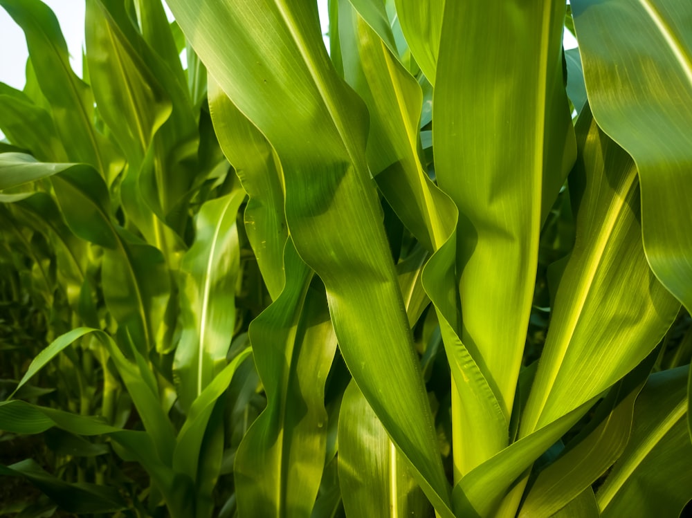 a close up of a bunch of green plants