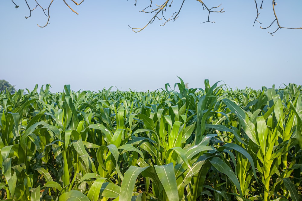 a large field of corn with a blue sky in the background