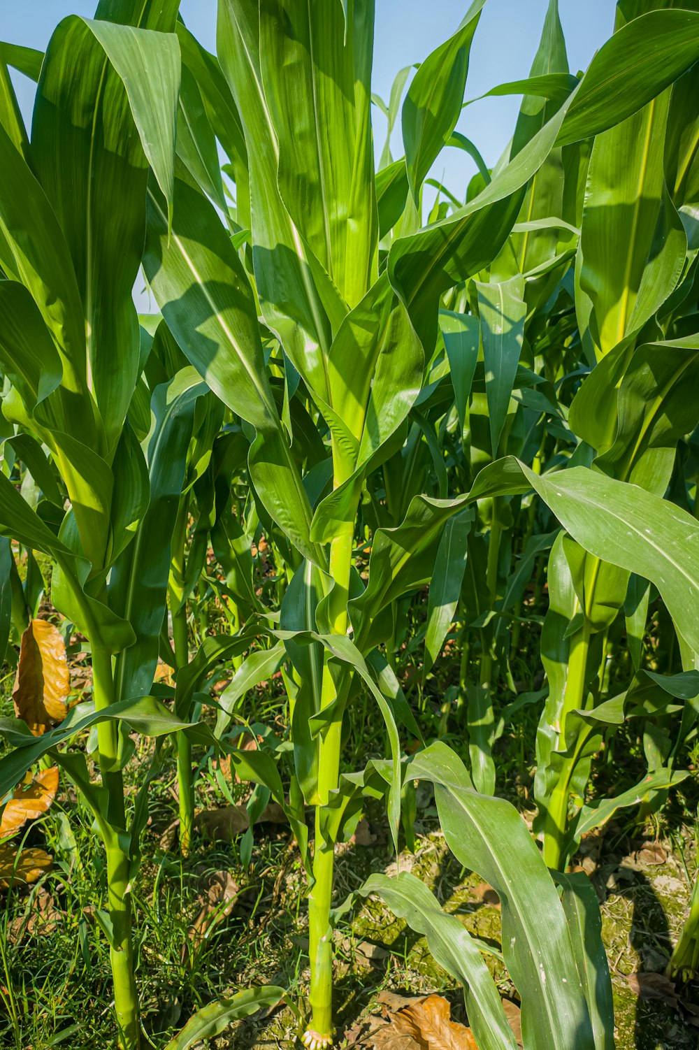 a field of green corn growing on a sunny day