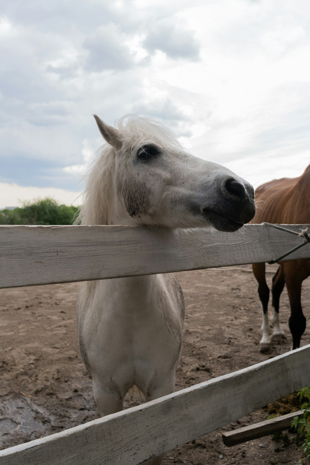 um cavalo branco olhando sobre uma cerca de madeira