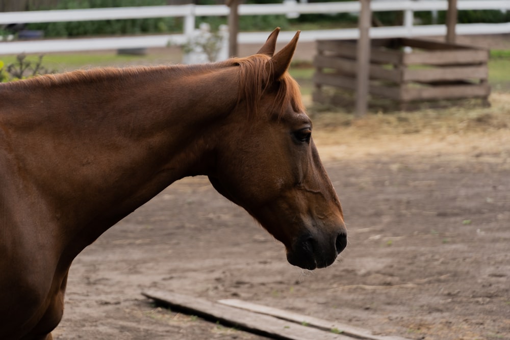 a brown horse standing on top of a dirt field