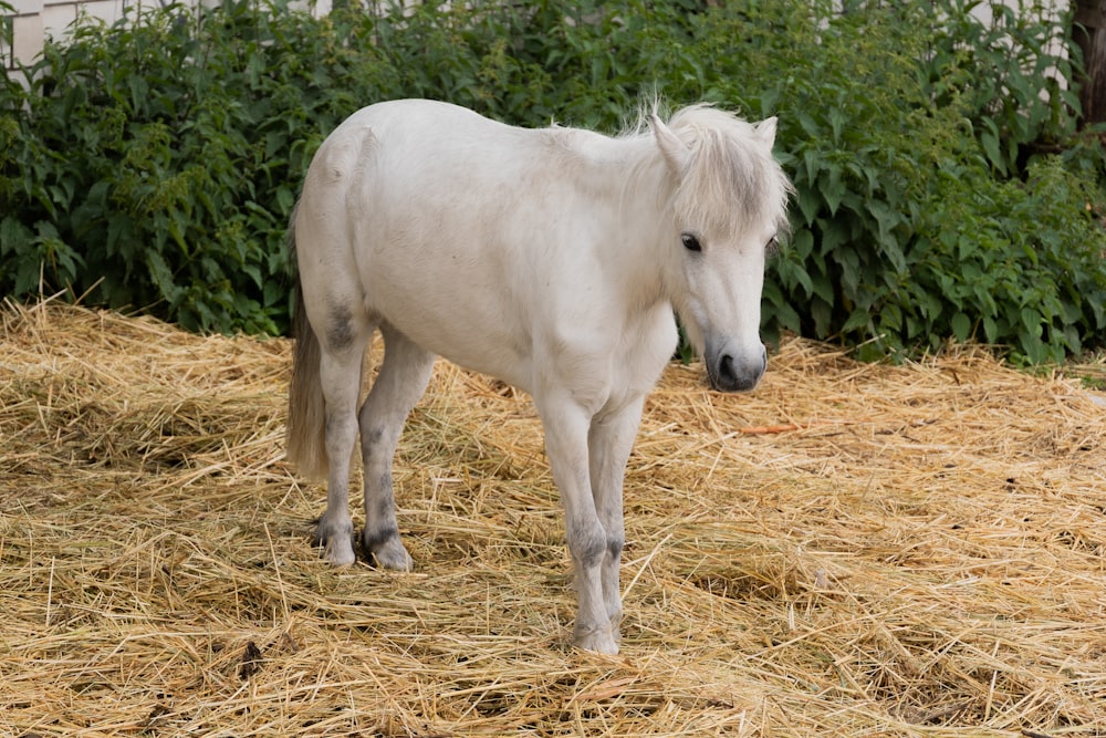 un caballo blanco parado encima de una pila de heno