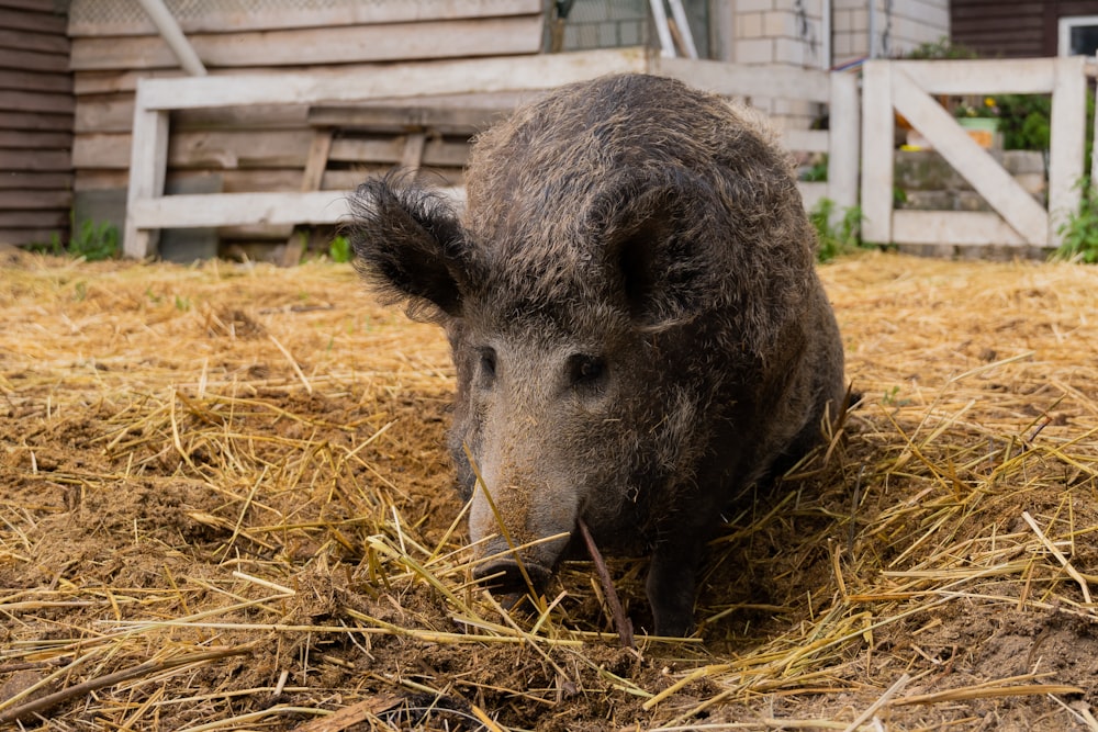 a pig is standing in a pile of hay