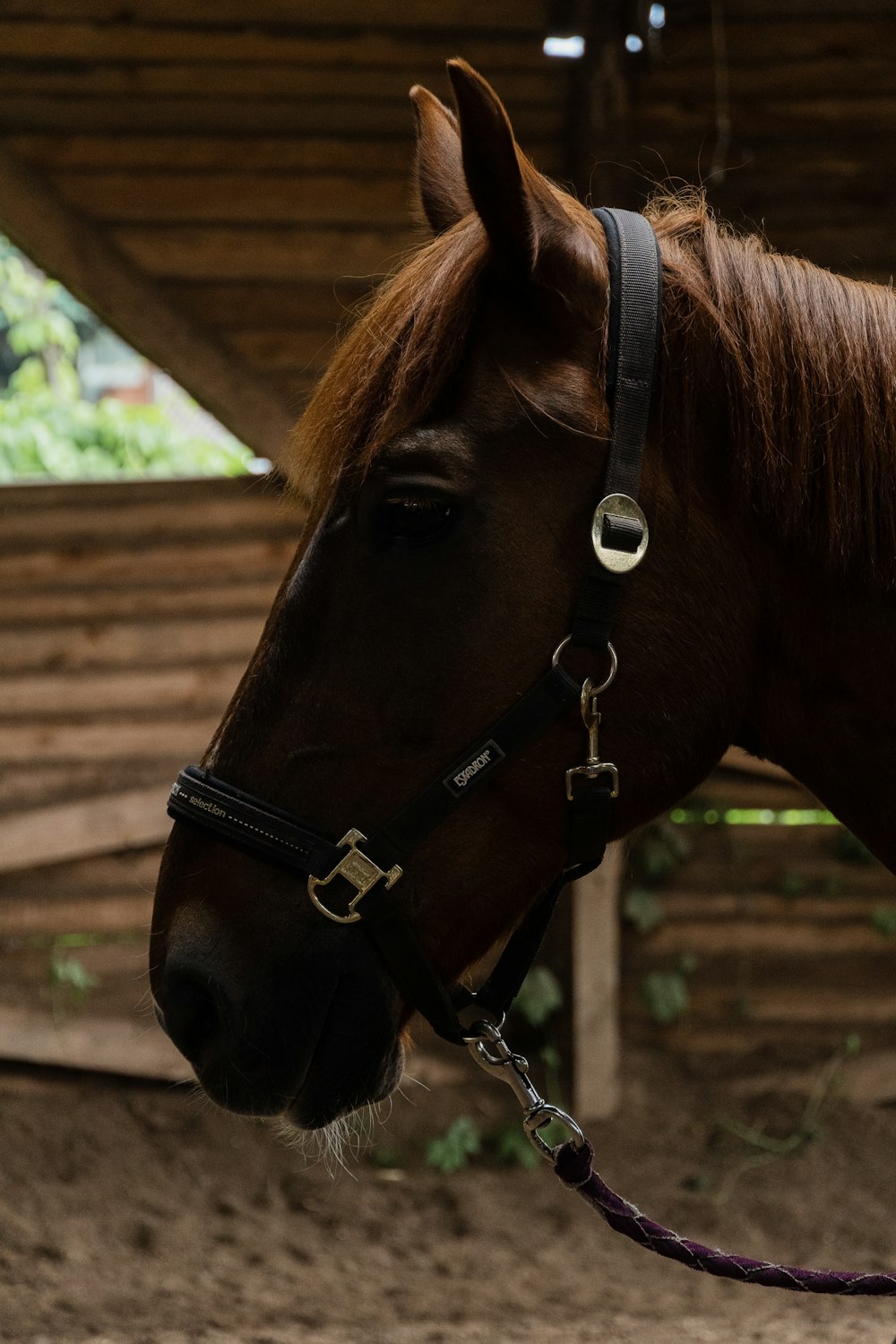 Un primer plano de un caballo marrón con una brida