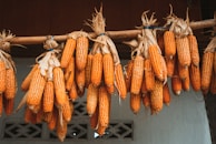 a bunch of corn hanging from a line