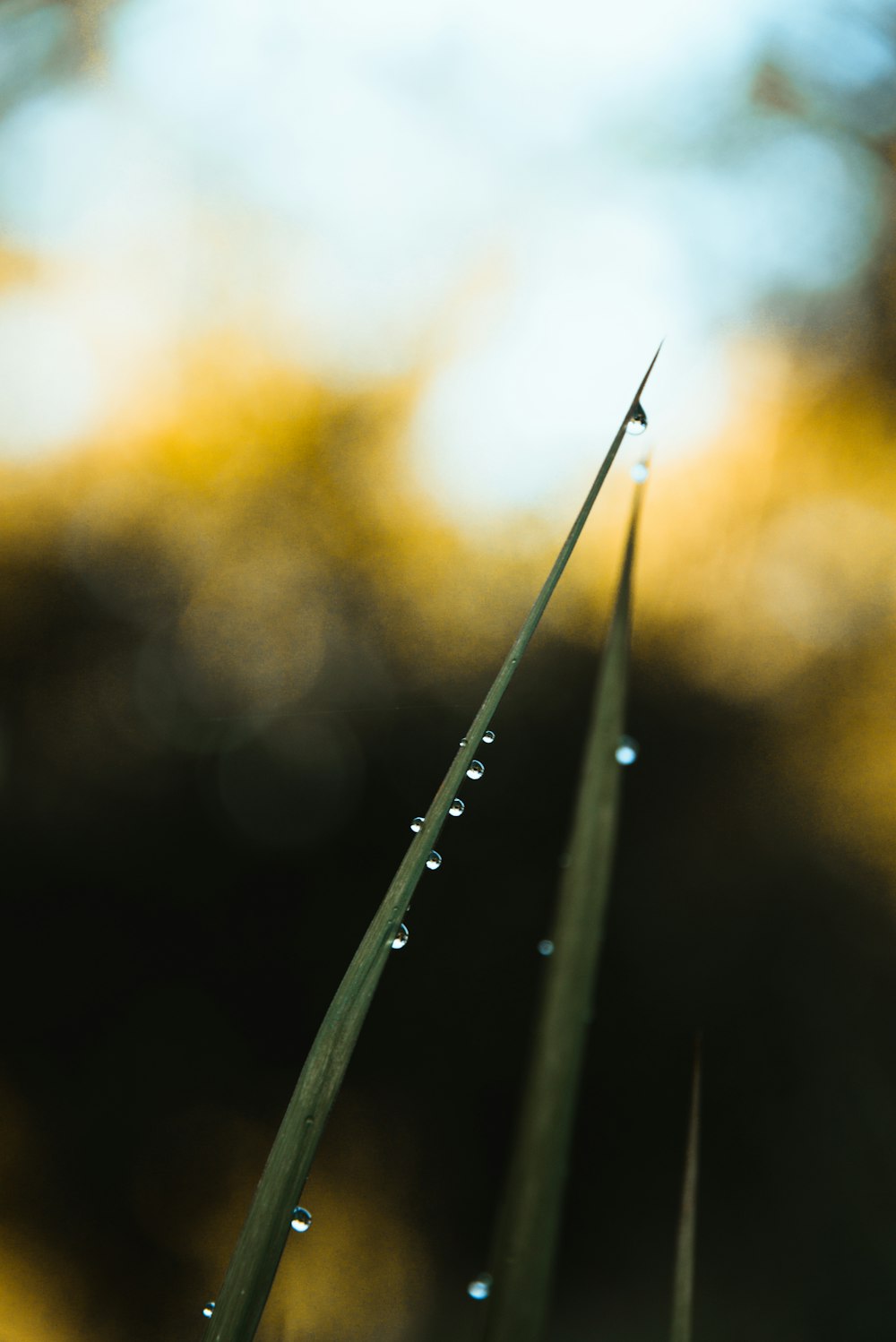 a close up of a grass blade with drops of water on it