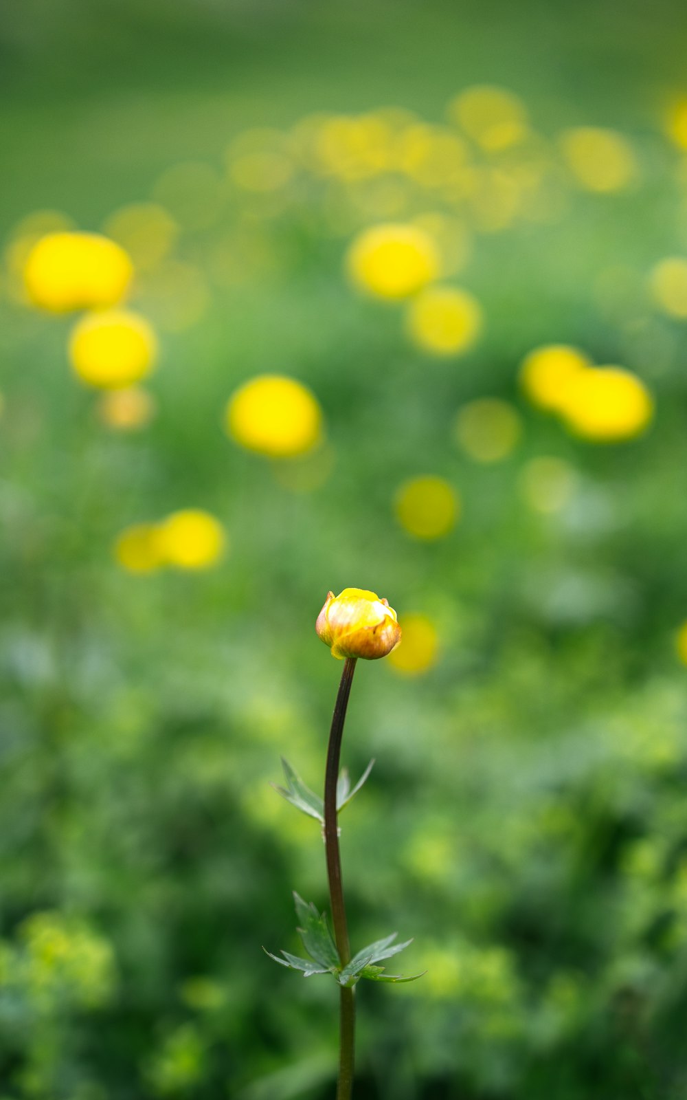 a single yellow flower in a field of yellow flowers