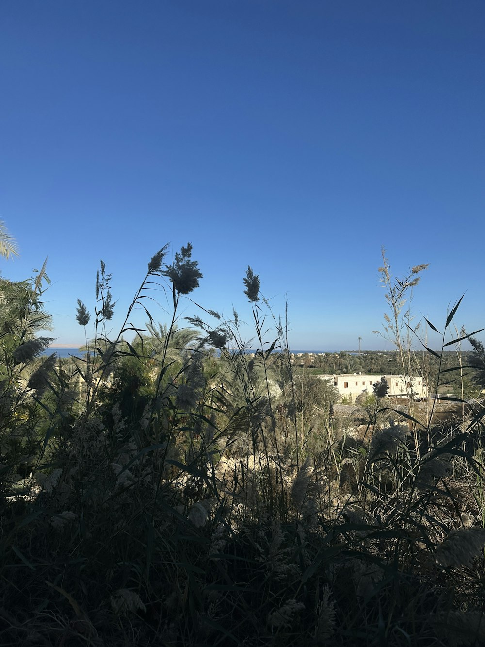 a view of the ocean from a hill top