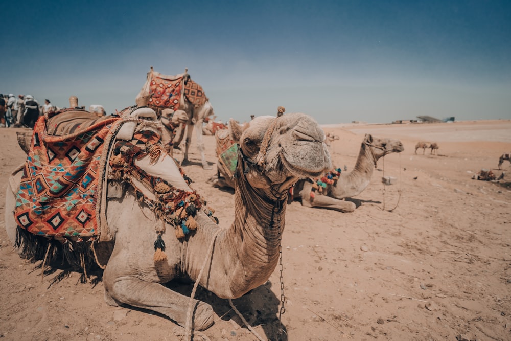 사막에 앉아 있는 낙타 무리