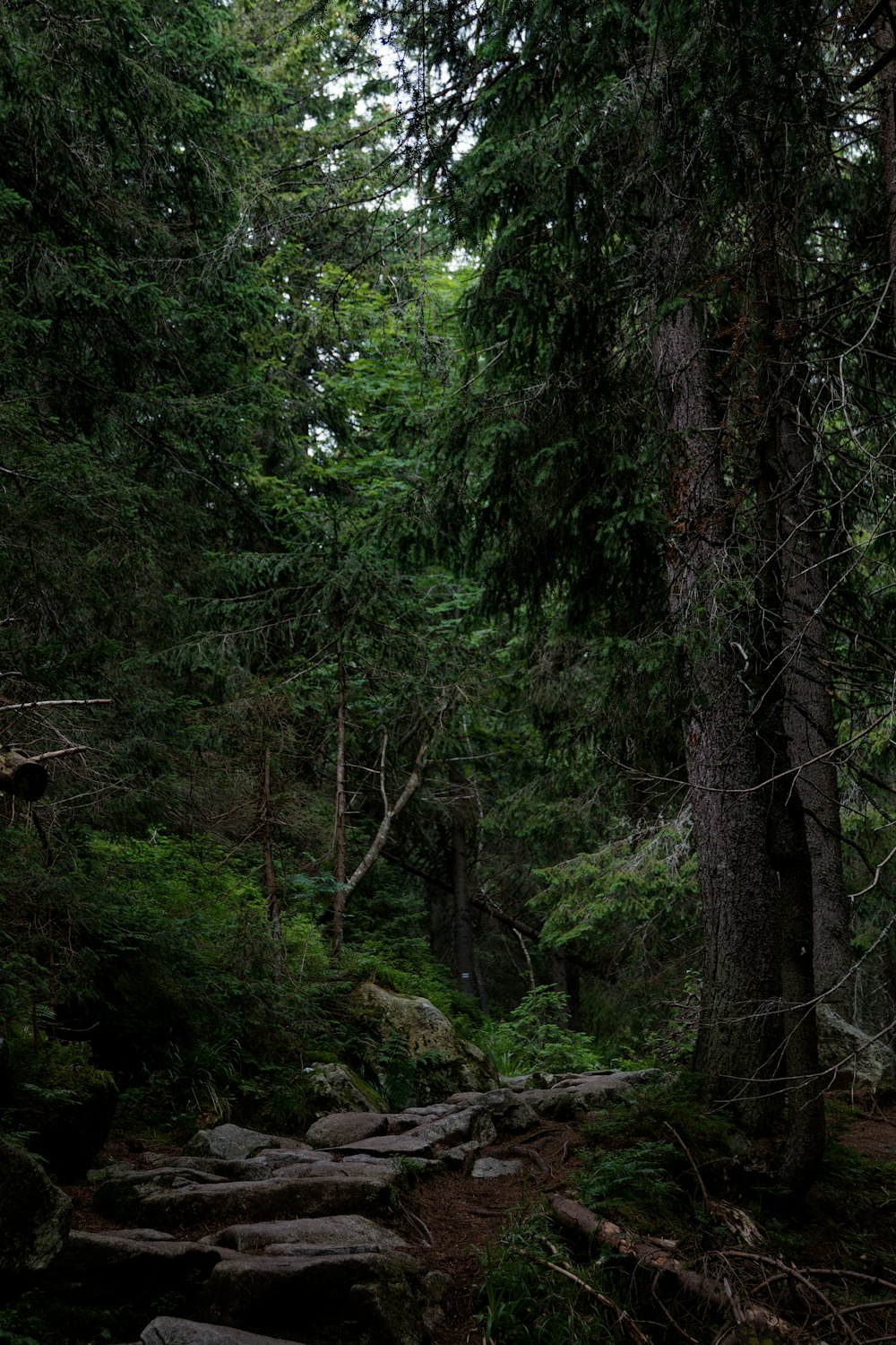 a path in the woods with rocks and trees