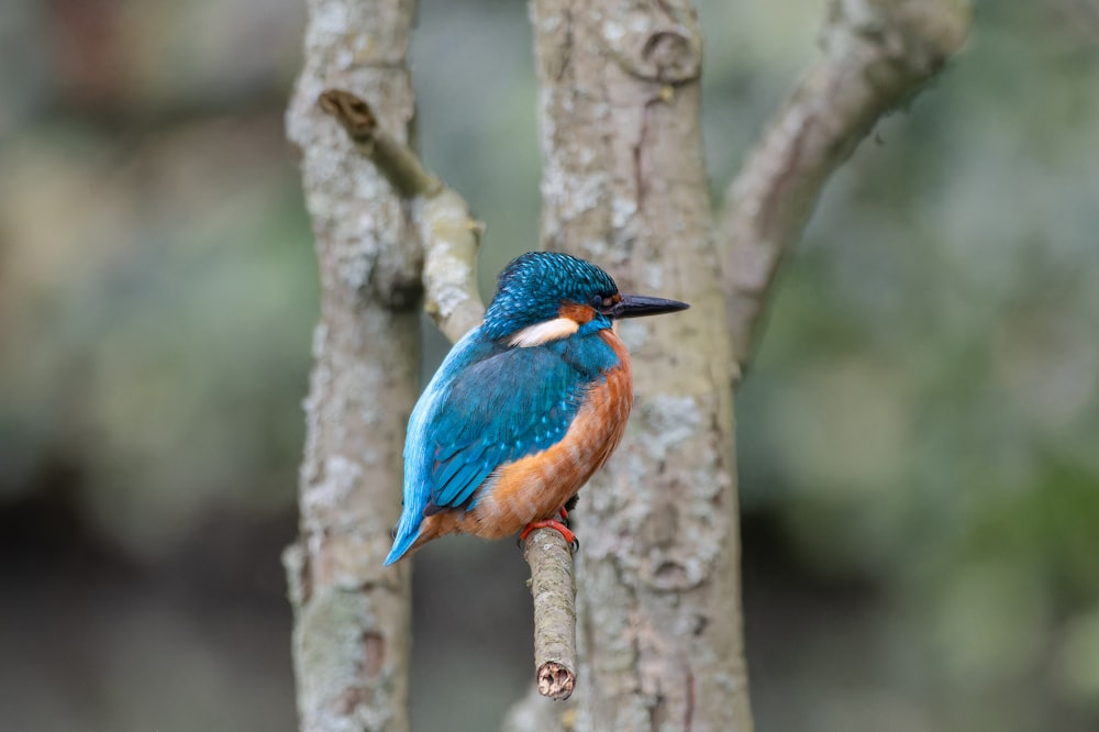 a blue and orange bird perched on a tree branch