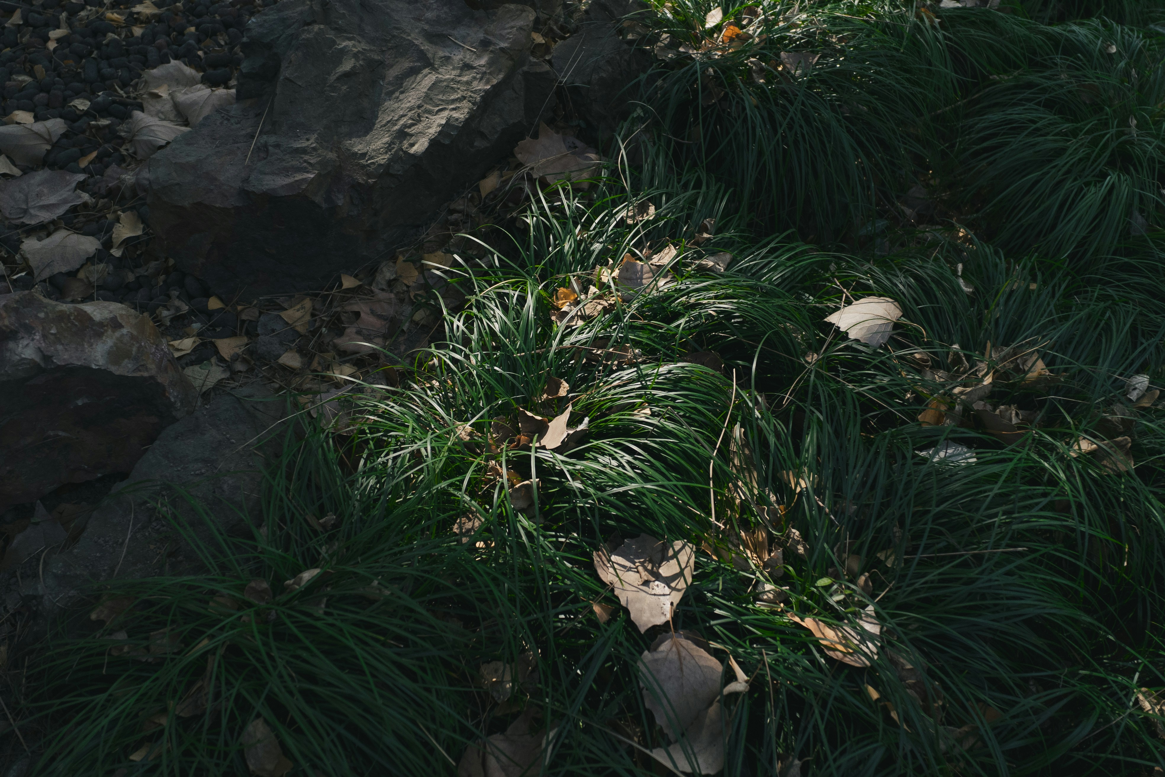 a close up of a bunch of plants and rocks