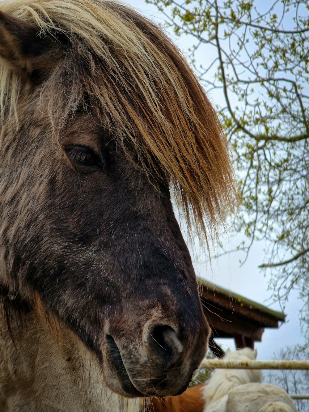 a close up of a brown and white horse