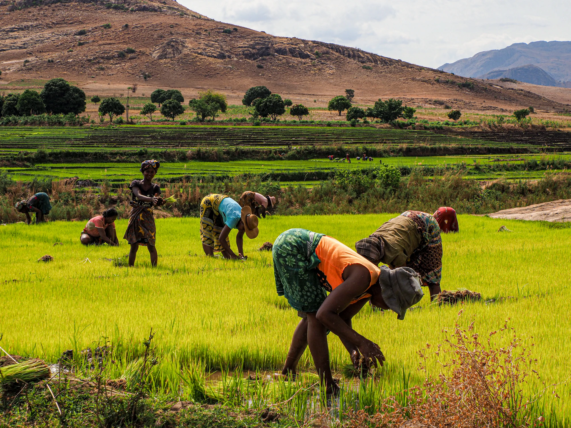 Members of a farming cooperative working together in a field