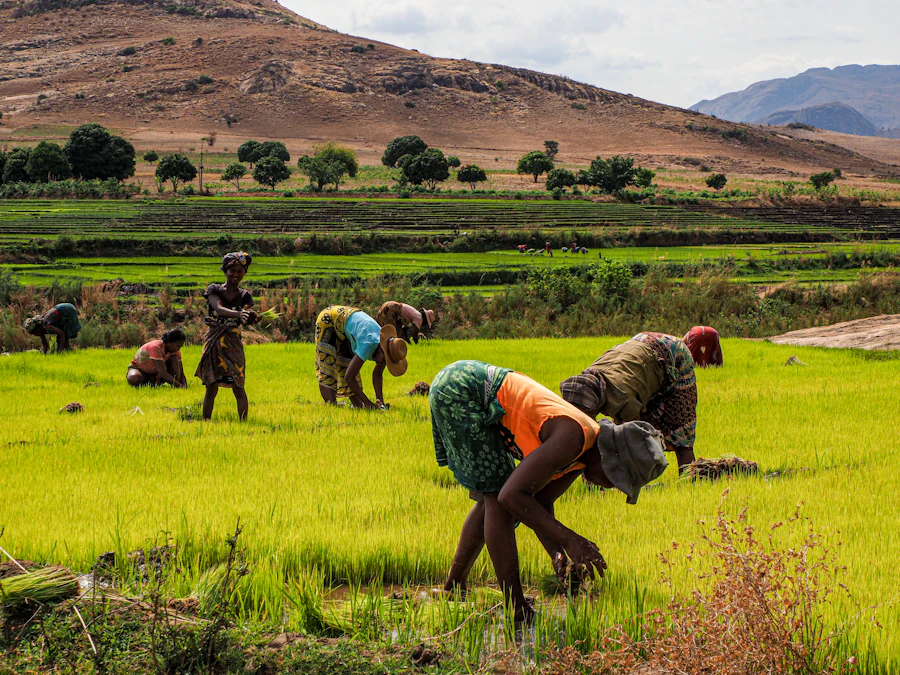 Members of a farming cooperative working together in a field