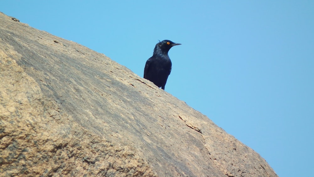 a black bird sitting on top of a large rock