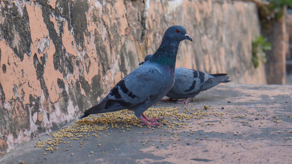 a pigeon is standing on a ledge eating food