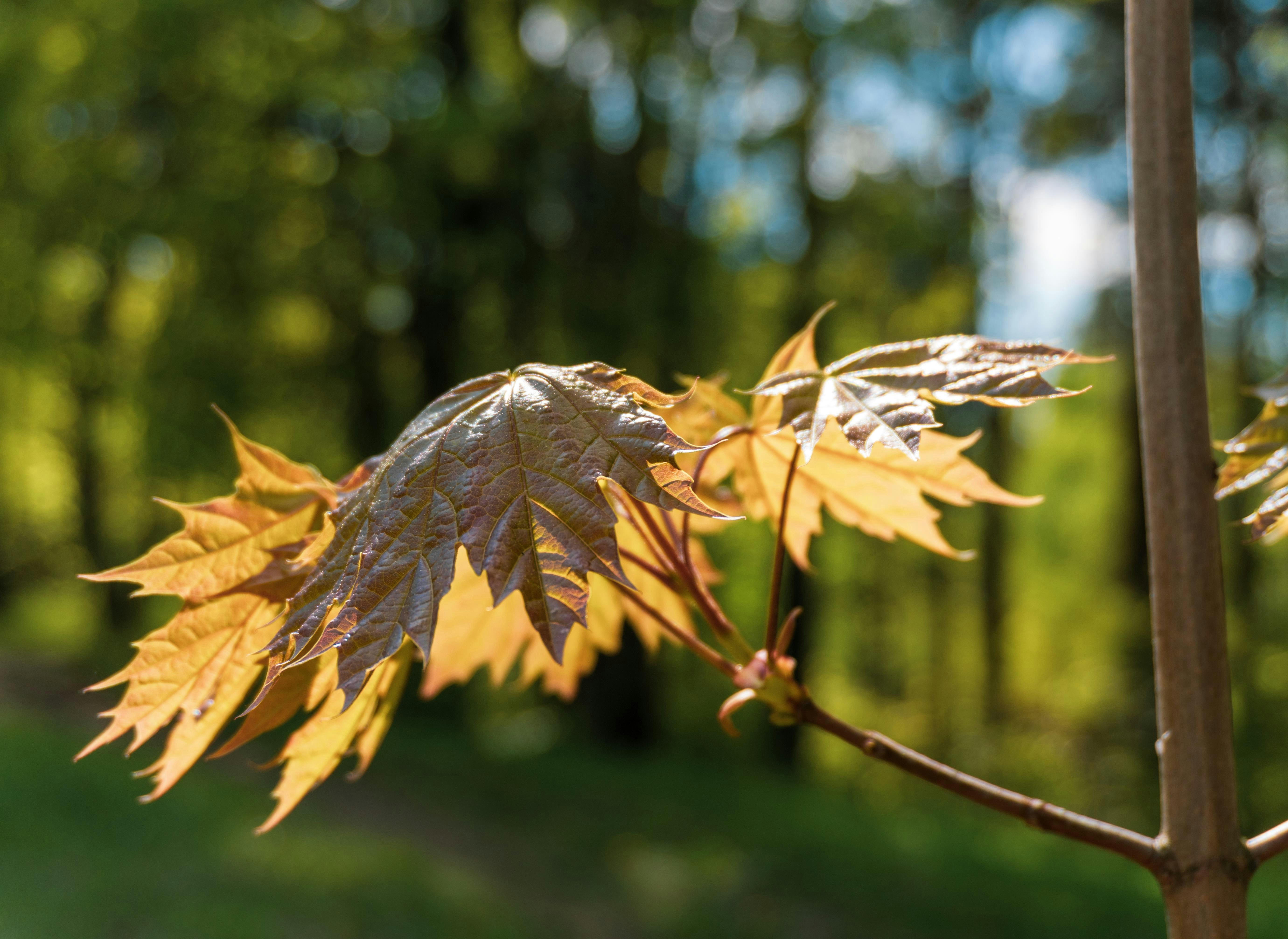 A close up of a leaf on a tree photo – Free Plant Image on Unsplash