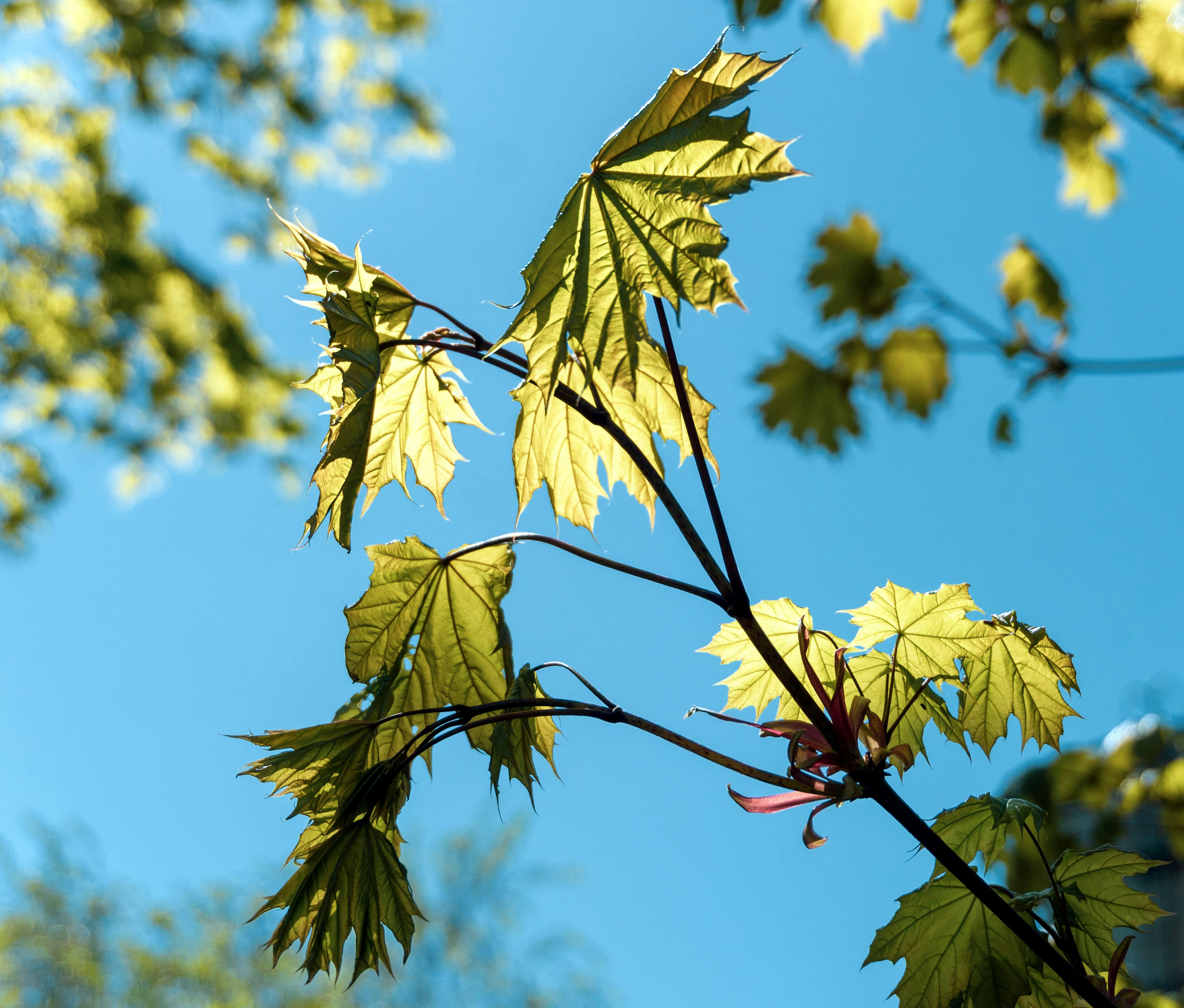 The leaves of a tree against a blue sky photo – Free Leaf Image on Unsplash
