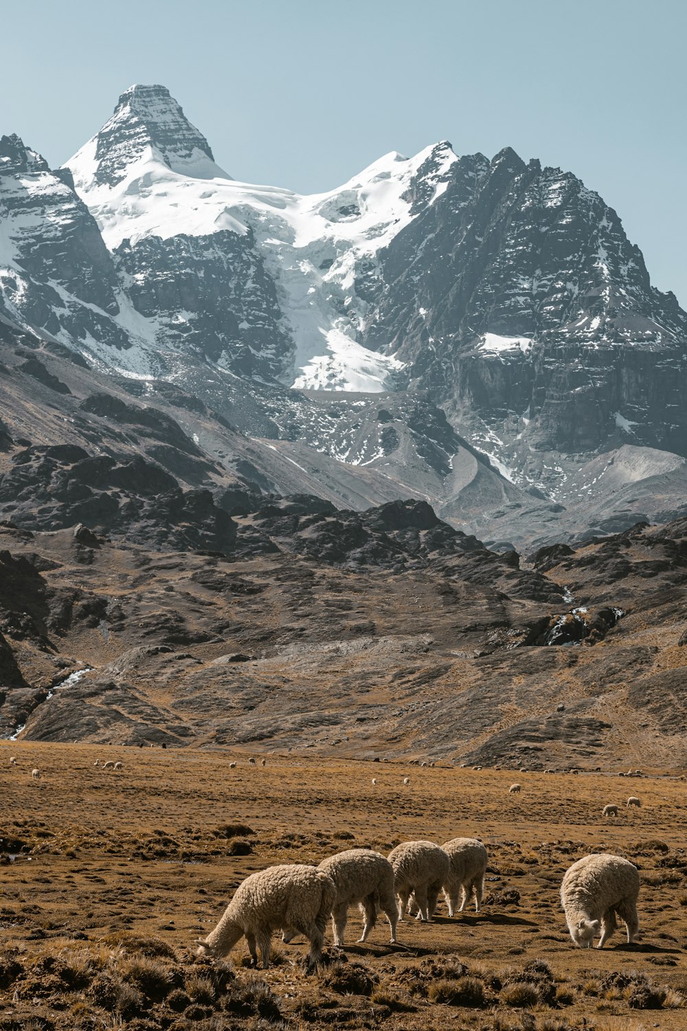 a group of sheep grazing in a field with a mountain in the background