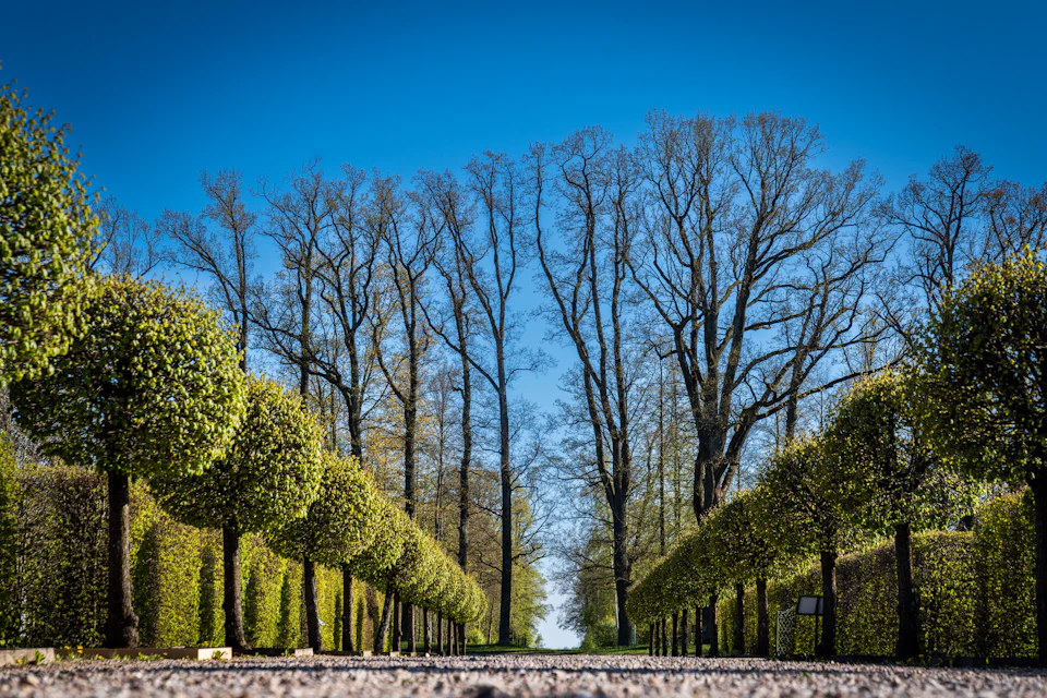 The image depicts a serene garden scene with a long, narrow path lined with trees on both sides. The trees are densely packed and have a uniform green color, creating a sense of order and tranquility. The perspective is from ground level, looking down the length of the path towards the horizon line in the distance. The sky above is clear blue, providing a beautiful backdrop to the lush greenery below.
