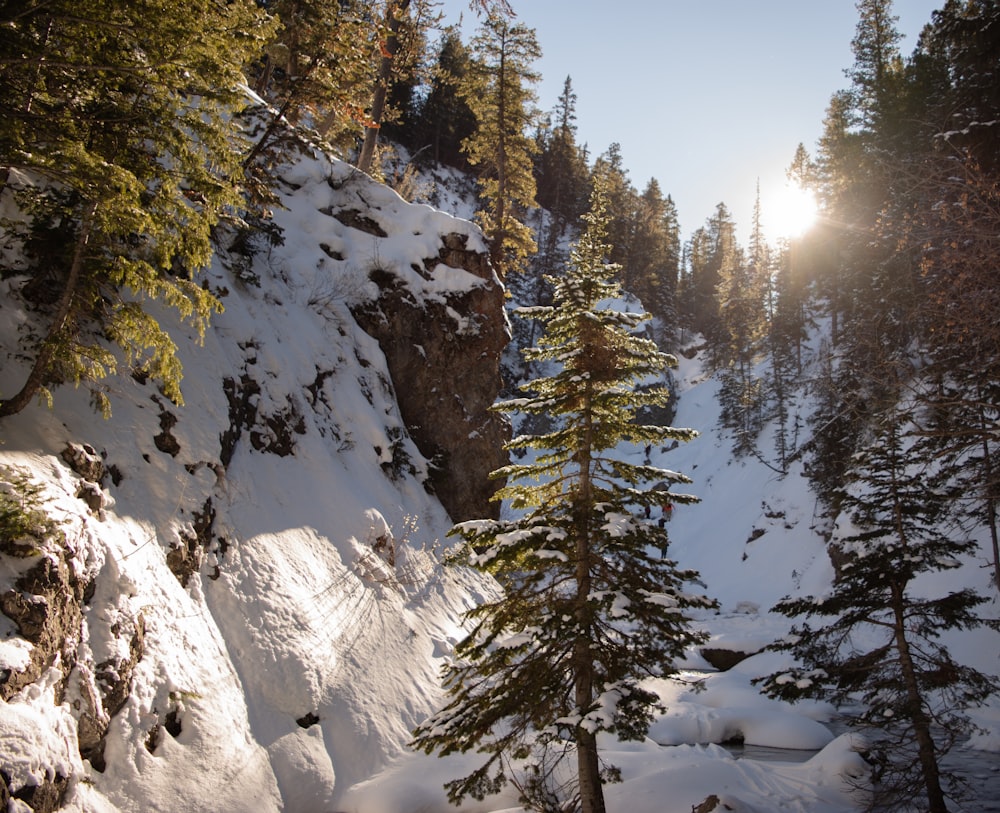 El sol brilla a través de los árboles en una montaña nevada