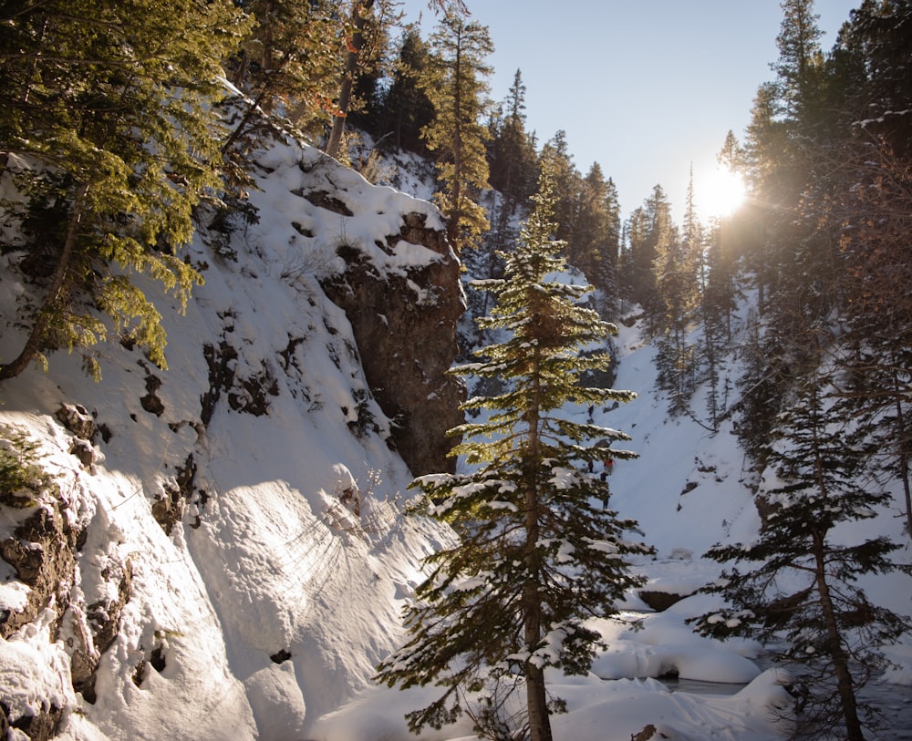 the sun shines through the trees on a snowy mountain