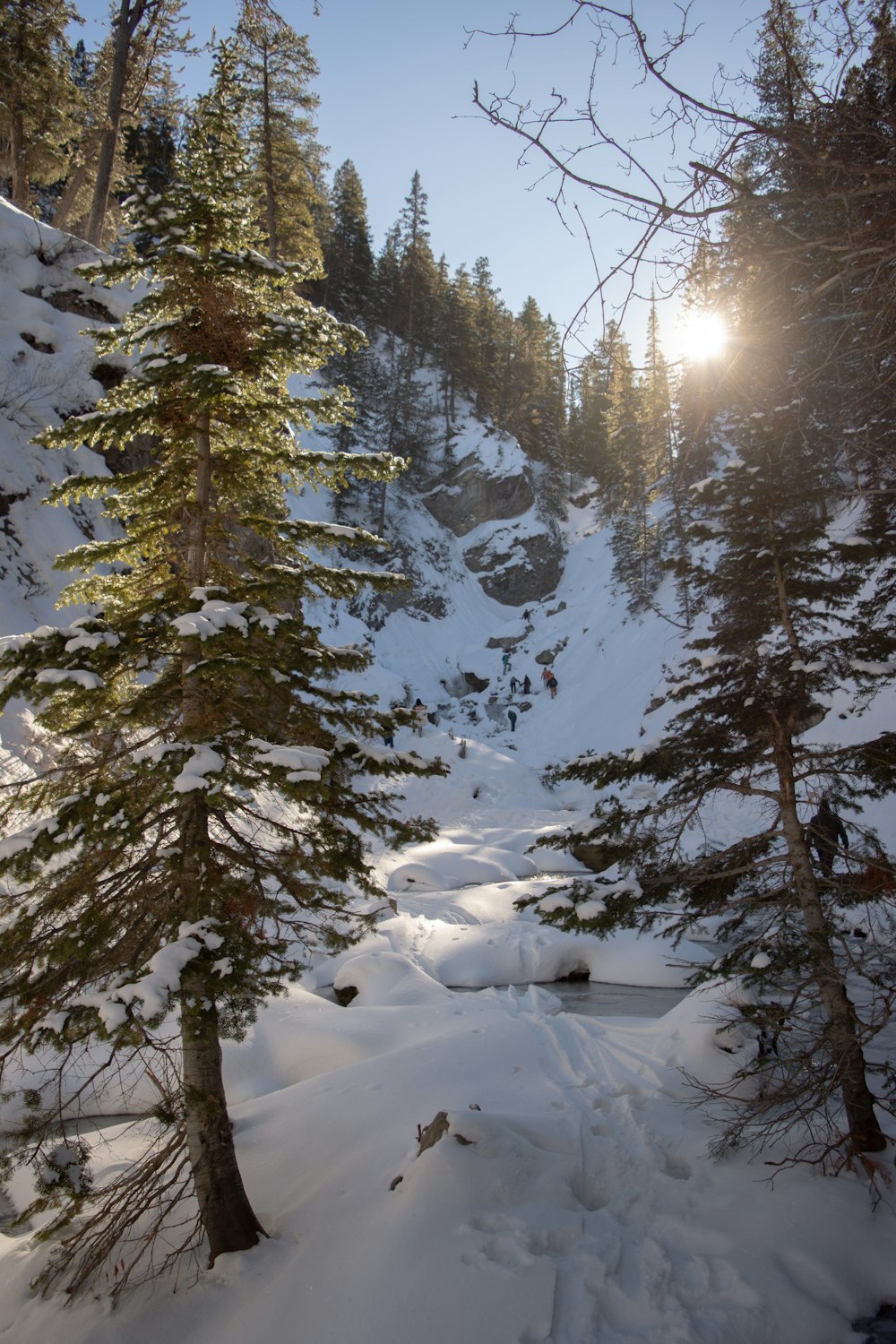 El sol brilla a través de los árboles en una montaña nevada