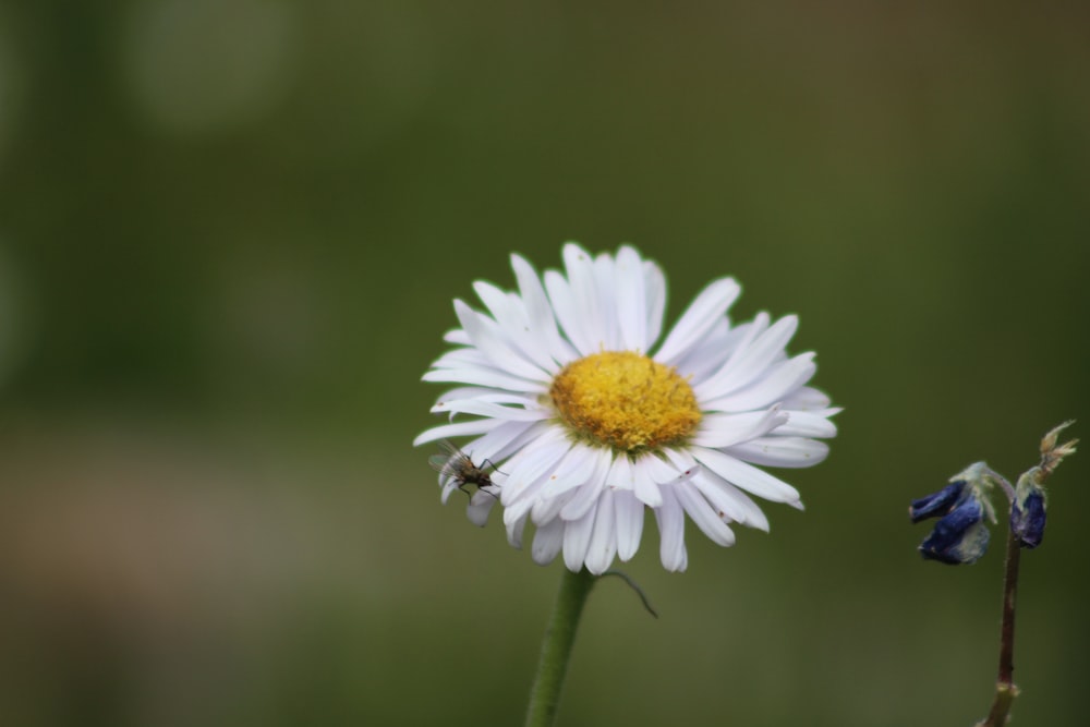 a close up of a flower with a blurry background