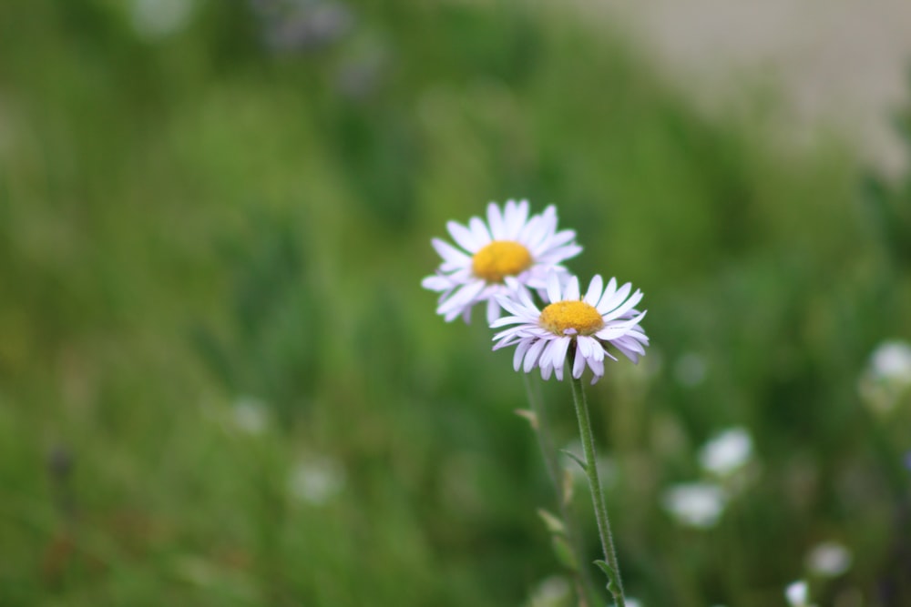 un paio di fiori bianchi seduti in cima a un campo verde lussureggiante