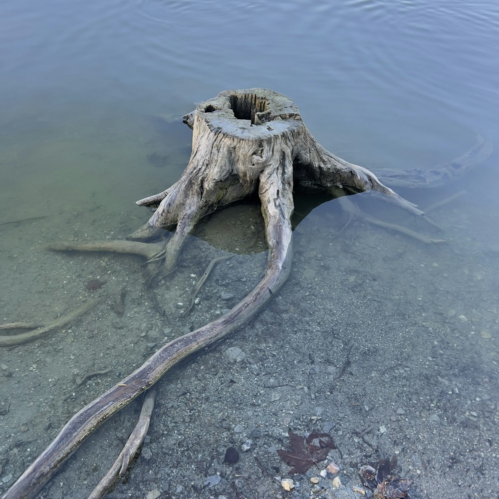 a tree stump in a body of water