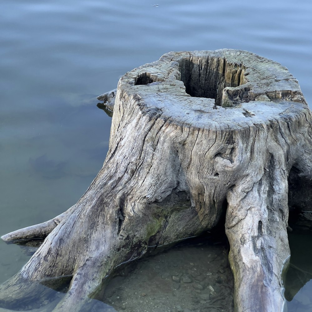 a tree stump in a body of water