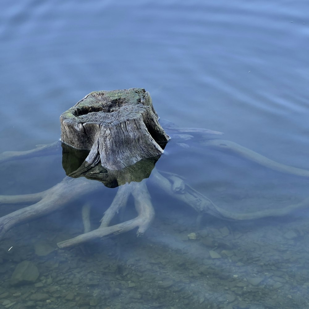 a piece of wood floating in a body of water