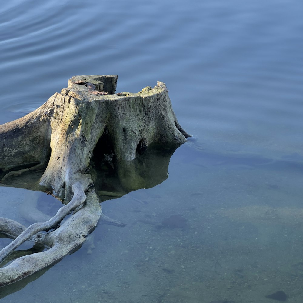 a tree stump sticking out of the water