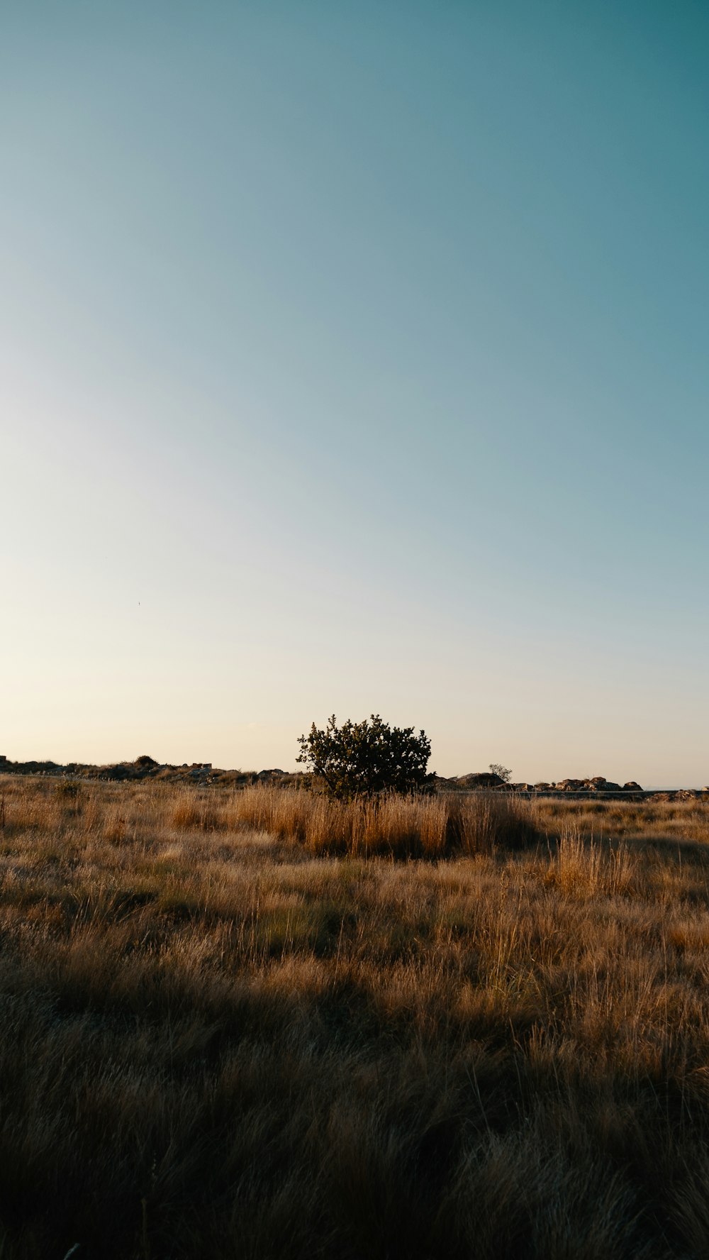 a lone tree in the middle of a field