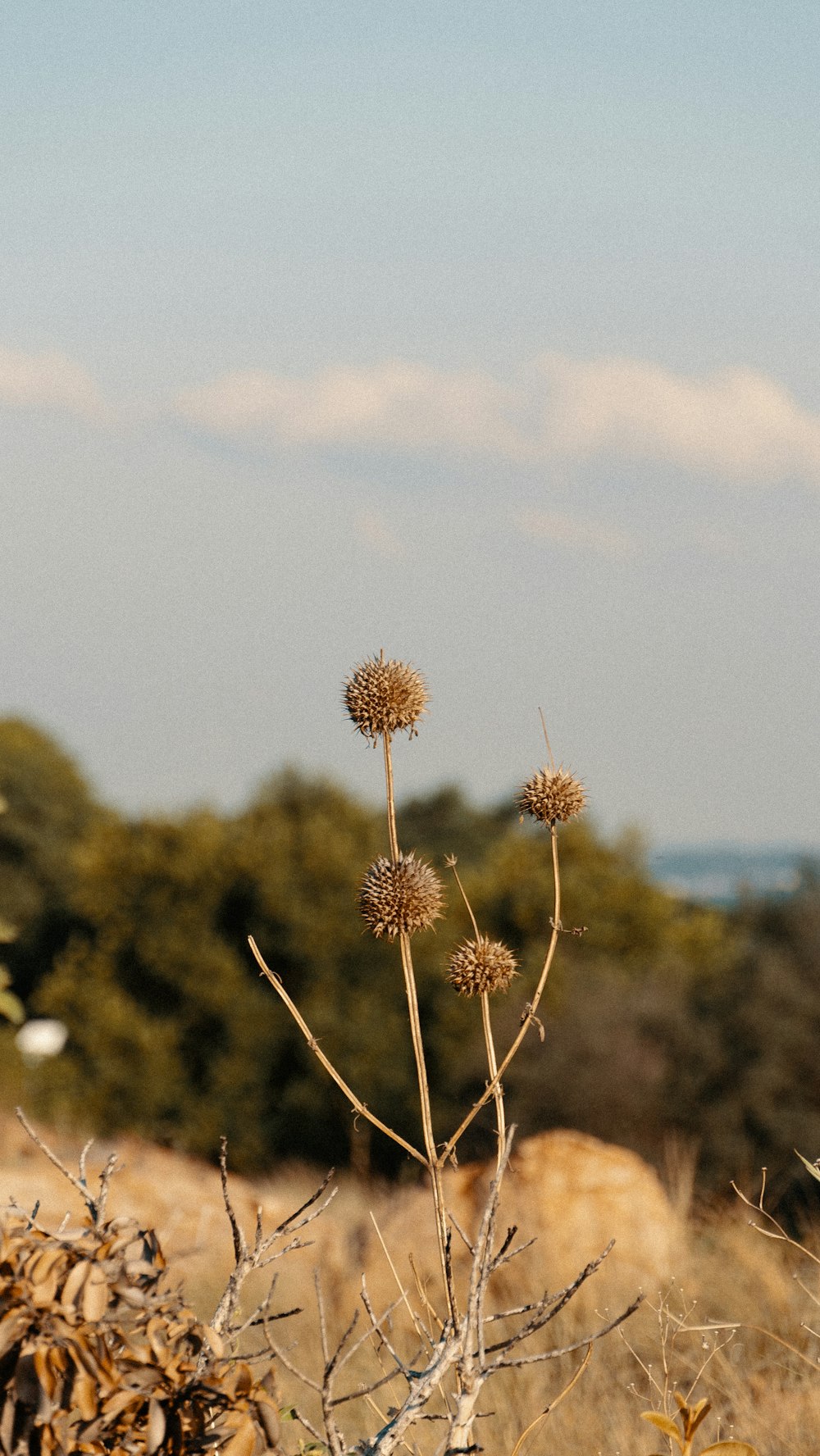 a small plant in the middle of a field