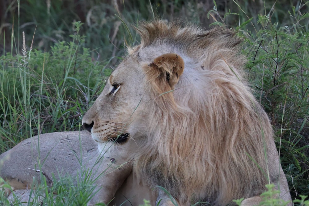 um leão deitado na grama ao lado de uma rocha