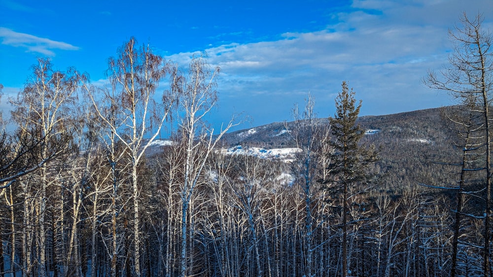 a view of a snowy mountain with trees in the foreground