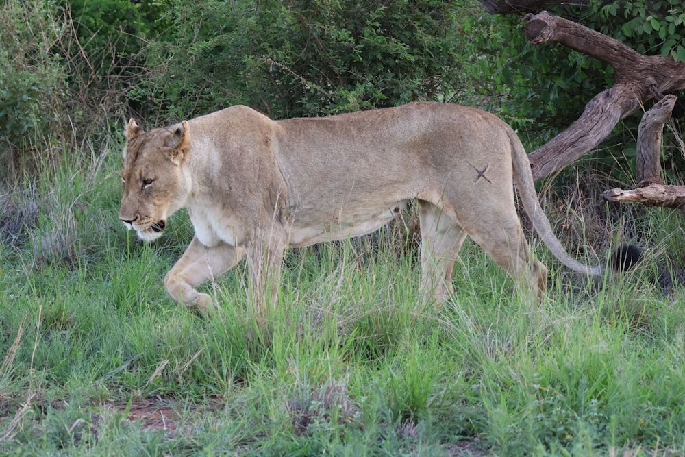 a large lion walking through a lush green field