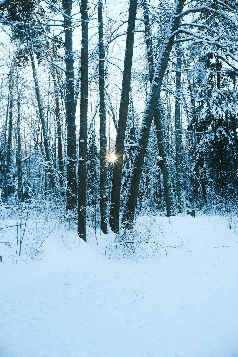 the sun is shining through the trees in the snow