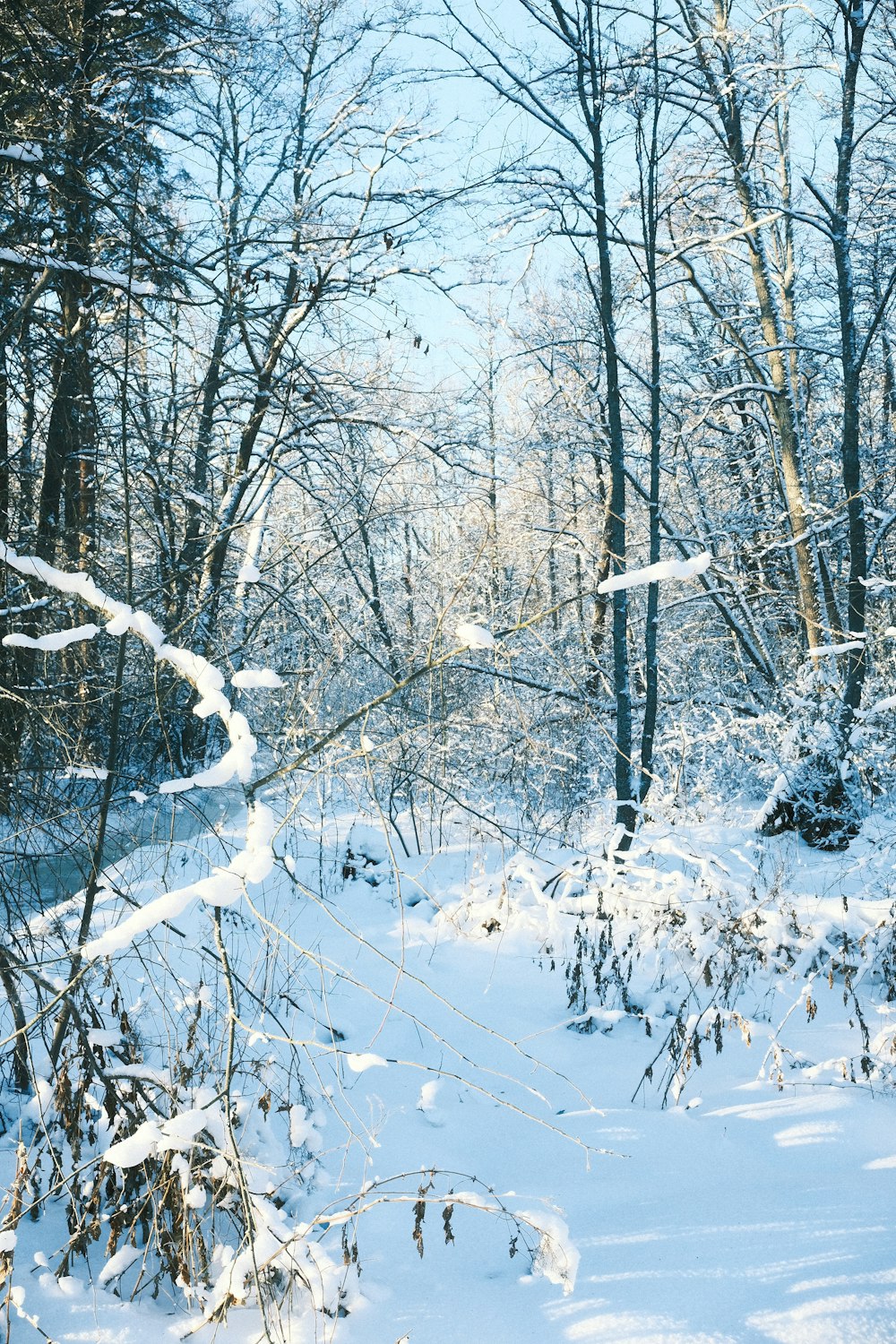 a snowy path through a forest with lots of trees